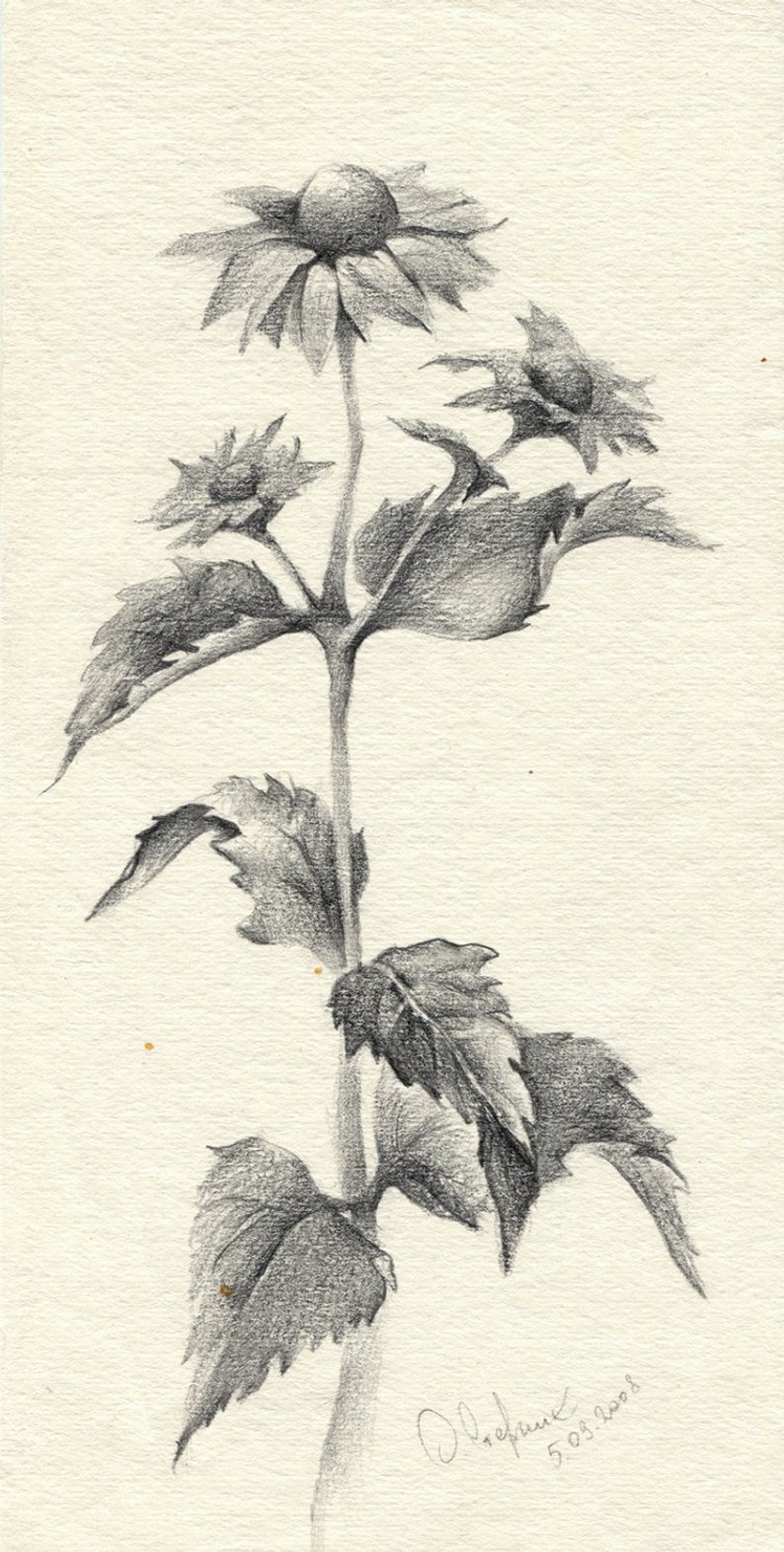 794x1571 original flower drawing chamomile pencil drawing paper etsy - Chamomile Drawing
