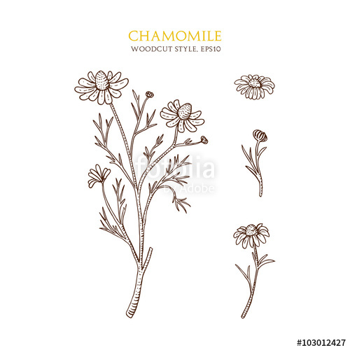 500x500 vector botanical illustration of chamomile on white background - Chamomile Drawing