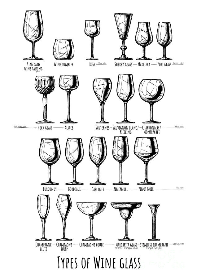 636x900 Types Of Wine Glass Drawing - Champagne Flute Drawing