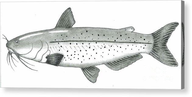 631x320 channel catfish acrylic print - Channel Catfish Drawing