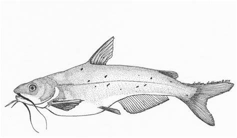 Channel Catfish Drawing at PaintingValley.com | Explore collection of ...