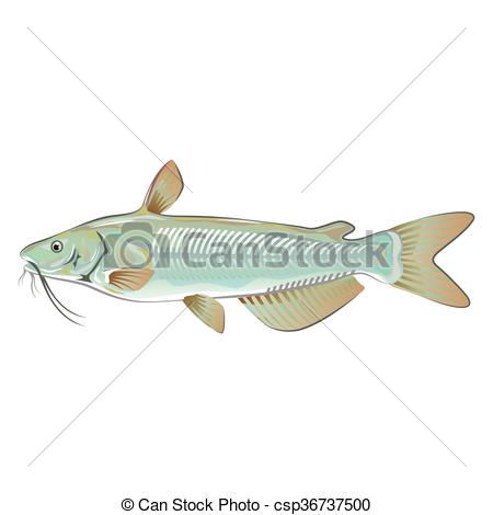 Channel Catfish Drawing at PaintingValley.com | Explore collection of ...