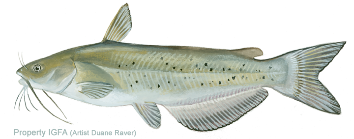 720x283 collection of free catfish drawing channel download on ui ex - Channel Catfish Drawing