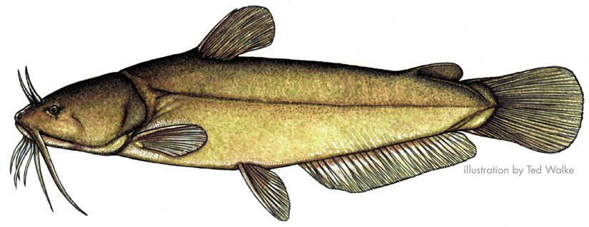 Channel Catfish Drawing at PaintingValley.com | Explore collection of ...