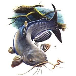 Channel Catfish Drawing at PaintingValley.com | Explore collection of ...