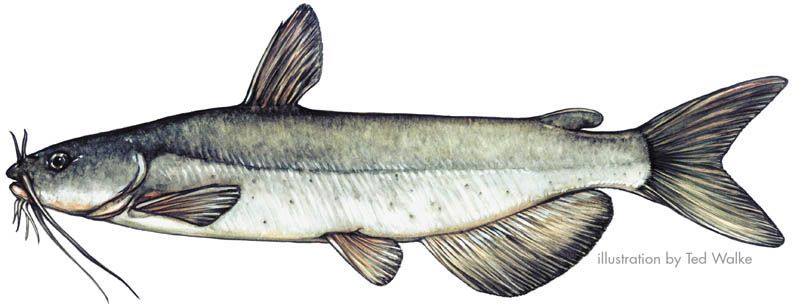 Channel Catfish Drawing at PaintingValley.com | Explore collection of ...