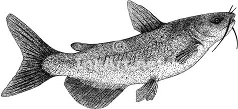 474x218 free catfish drawing pen and ink line art drawing of a channel - Channel Catfish Drawing