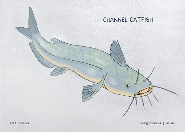 600x429 illustration channel catfish - Channel Catfish Drawing