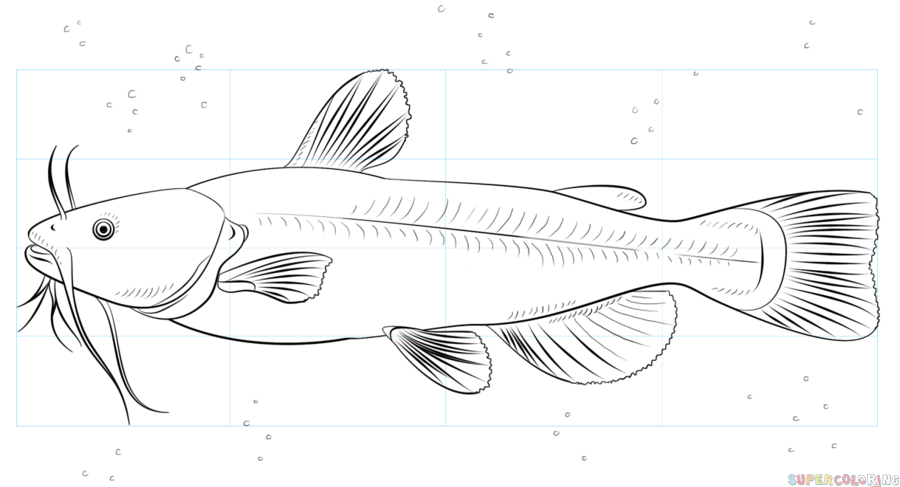 900x487 Catfish Drawing Group With Items - Channel Catfish Drawing
