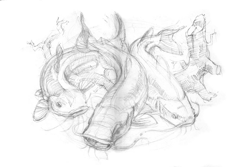800x564 Catfish Sketch - Channel Catfish Drawing