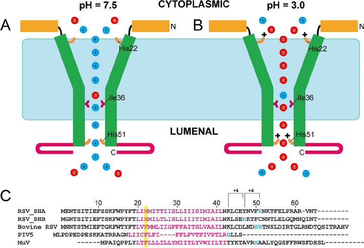 720x492 model of the sh protein channel schematic drawing representing - Channel Drawing