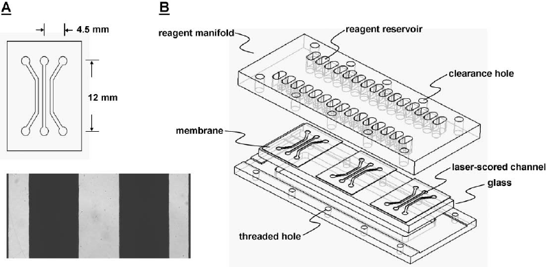 795x389 schematic diagram of the gradient generator device - Channel Drawing