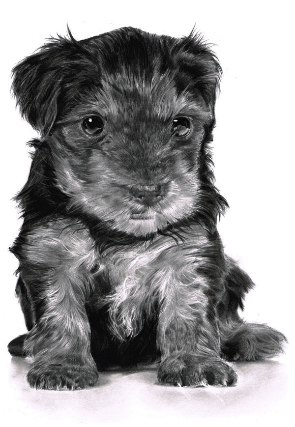 600x869 How To Draw And Render Realistic Fur With Pencils And Charcoal - Charcoal Animal Drawings