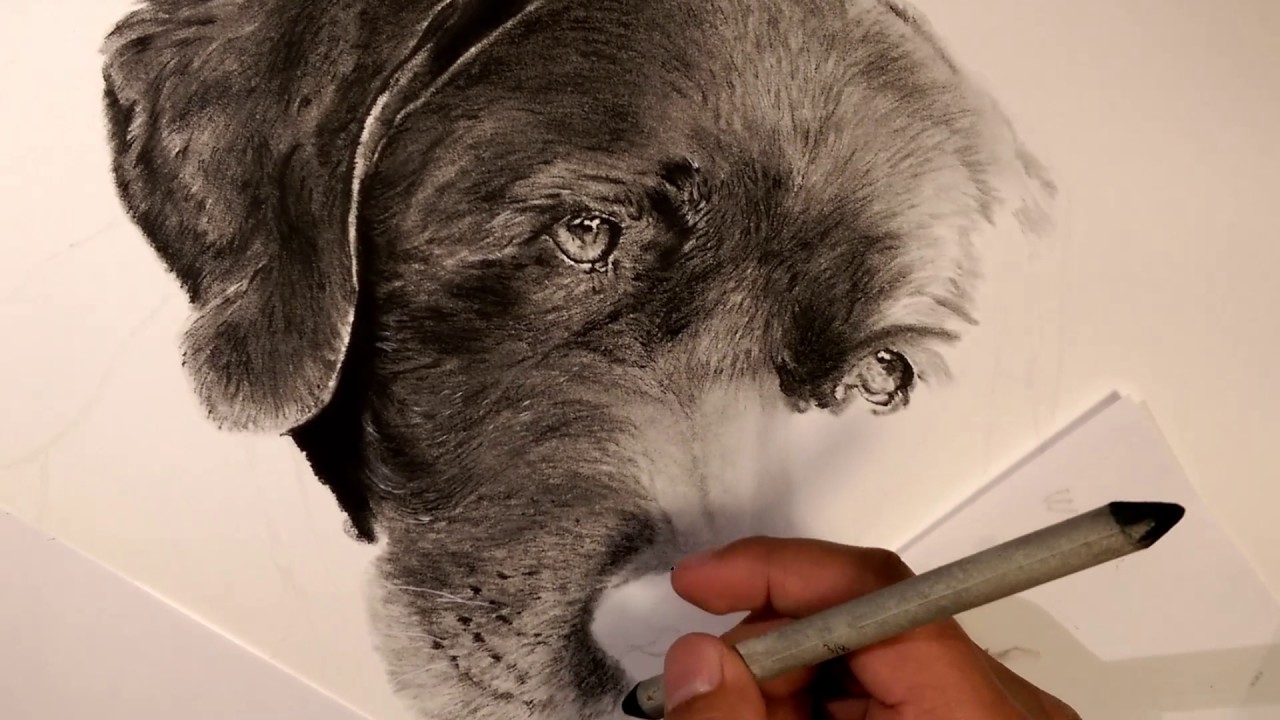 1280x720 How To Draw Fur With Charcoal Pencils - Charcoal Animal Drawings