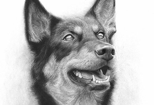 500x340 liu ling singapore charcoal drawing artist - Charcoal Animal Drawings