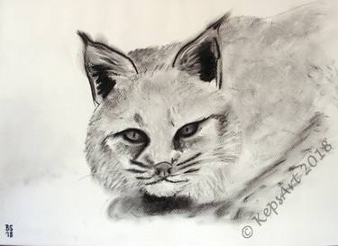 375x273 lynx, original animal drawing, charcoal drawing drawing - Charcoal Animal Drawings