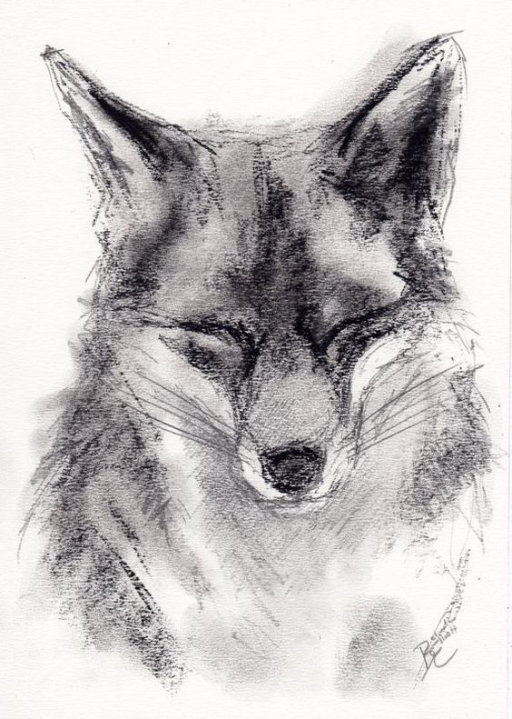 564x791 Original Charcoal Drawing Of A Fox - Charcoal Animal Drawings