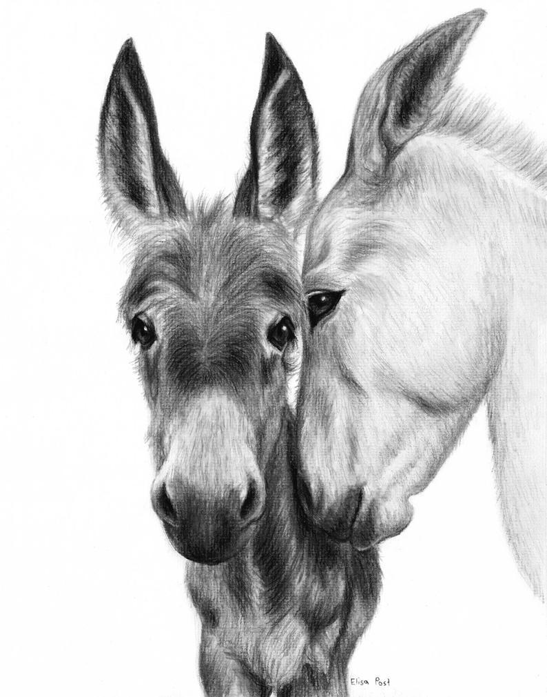 794x1010 animal drawing custom animal portrait pet portrait drawing etsy - Charcoal Animal Drawings