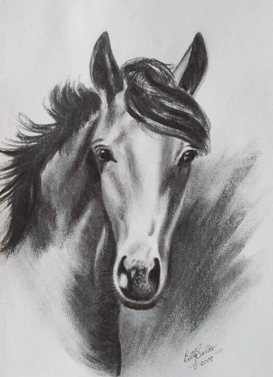 398x550 Animal Portraits - Charcoal Animal Drawings