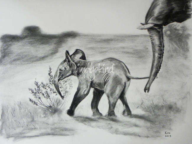 650x488 Baby Elephant Charcoal Drawing - Charcoal Animal Drawings
