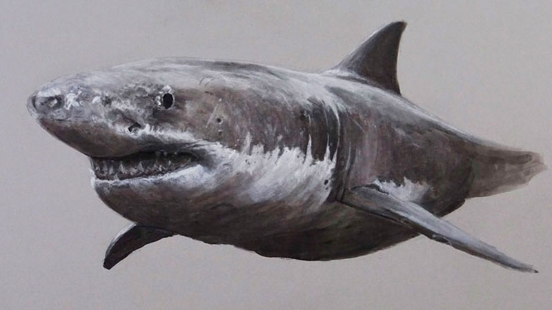 800x450 Charcoal Drawing Tutorials - Charcoal Animal Drawings