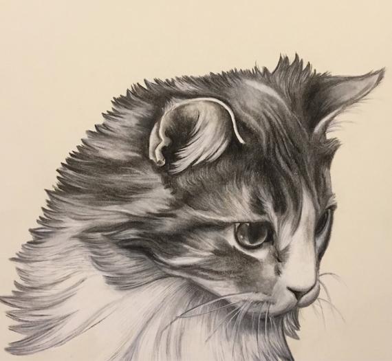 570x525 Cat Drawing Charcoal Drawing Custom Pet Portrait Drawing Of Etsy - Charcoal Cat Drawing