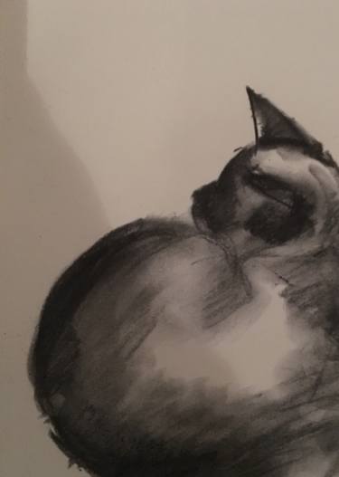375x527 Cat - Charcoal Cat Drawing