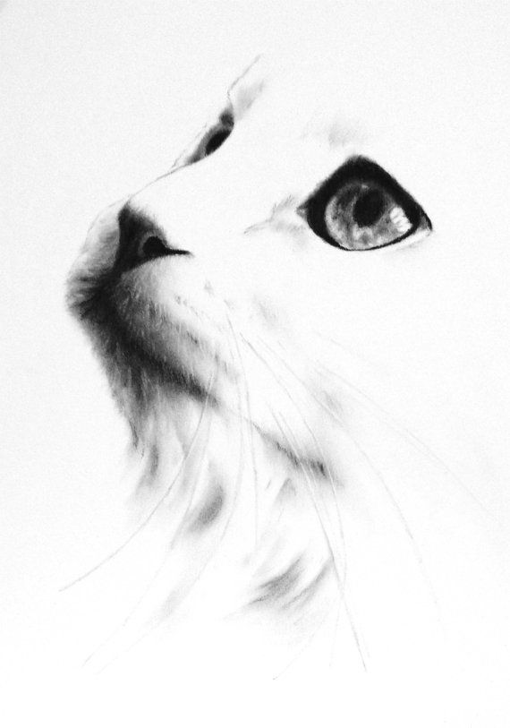 570x813 Charcoal Cat Drawing Original White Cat Sketch - Charcoal Cat Drawing
