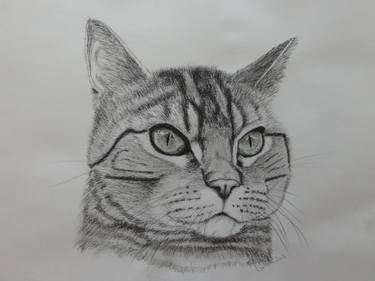 375x281 Charcoal Cat Drawings For Sale Saatchi Art - Charcoal Cat Drawing