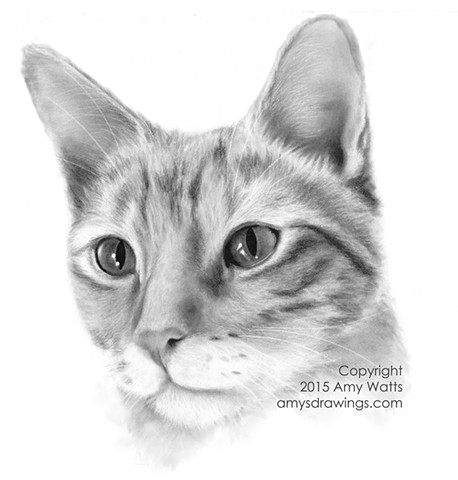 458x480 Evertree Studio - Charcoal Cat Drawing