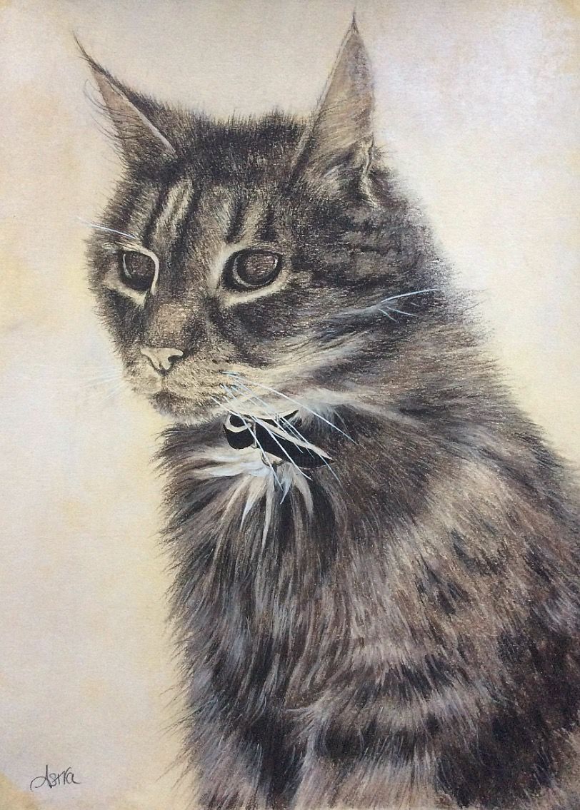 812x1135 Geez The Cat Drawing - Charcoal Cat Drawing