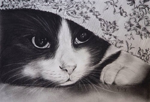 500x341 hide away ii, charcoal drawing - Charcoal Cat Drawing