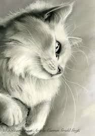 188x268 Image Result For Charcoal Cat Drawings Cats Favs Cat Drawing - Charcoal Cat Drawing