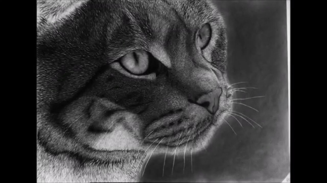 1280x720 Realistic Cat Charcoal Drawing - Charcoal Cat Drawing