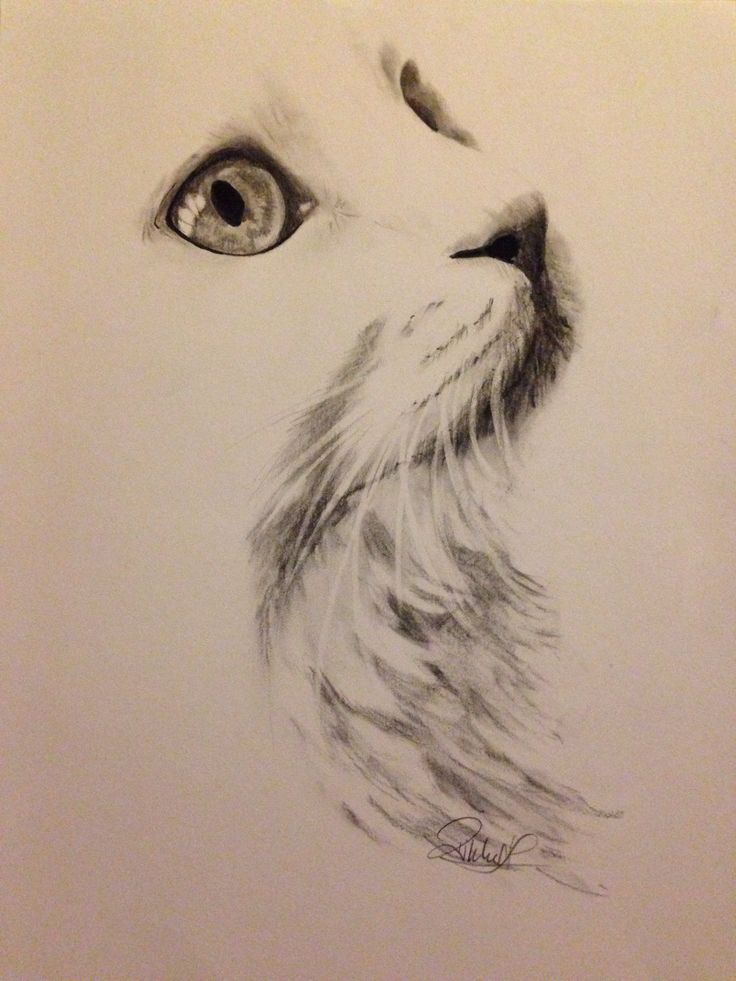 736x981 Charcoal Cat Drawings - Charcoal Cat Drawing