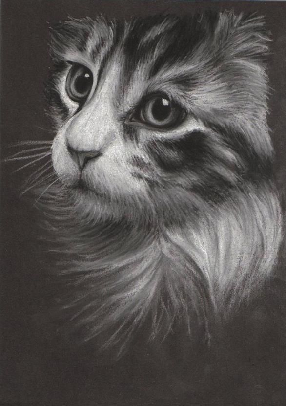 586x831 Cat Charcoal Drawing - Charcoal Cat Drawing