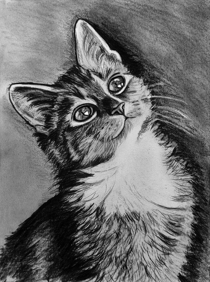 671x900 Cat Charcoal Drawing - Charcoal Cat Drawing