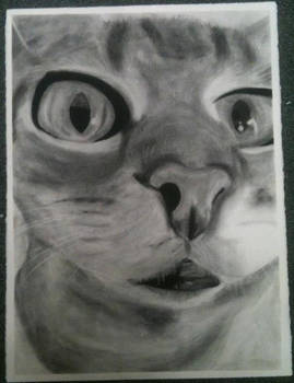 269x350 Cat Charcoal Drawing - Charcoal Cat Drawing