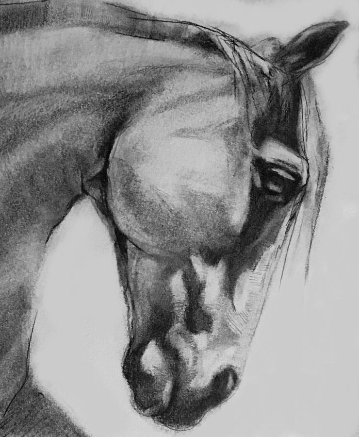 740x900 Cheval Horse Classic Graphite Charcoal Drawing Drawing - Charcoal Drawing