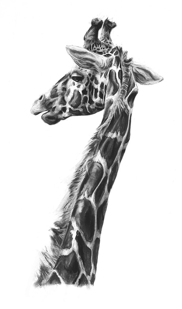 602x1024 Giraffe - Charcoal Drawing