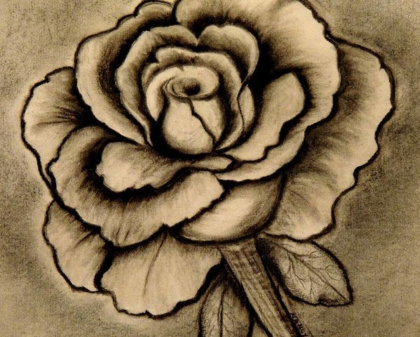 599x480 Rose Charcoal Drawing Poster - Charcoal Drawing