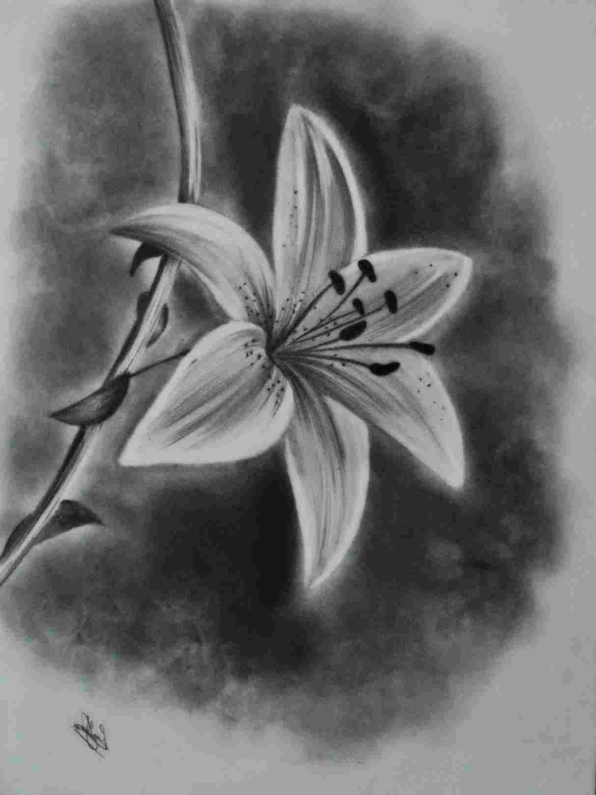 Charcoal Drawings of Flowers