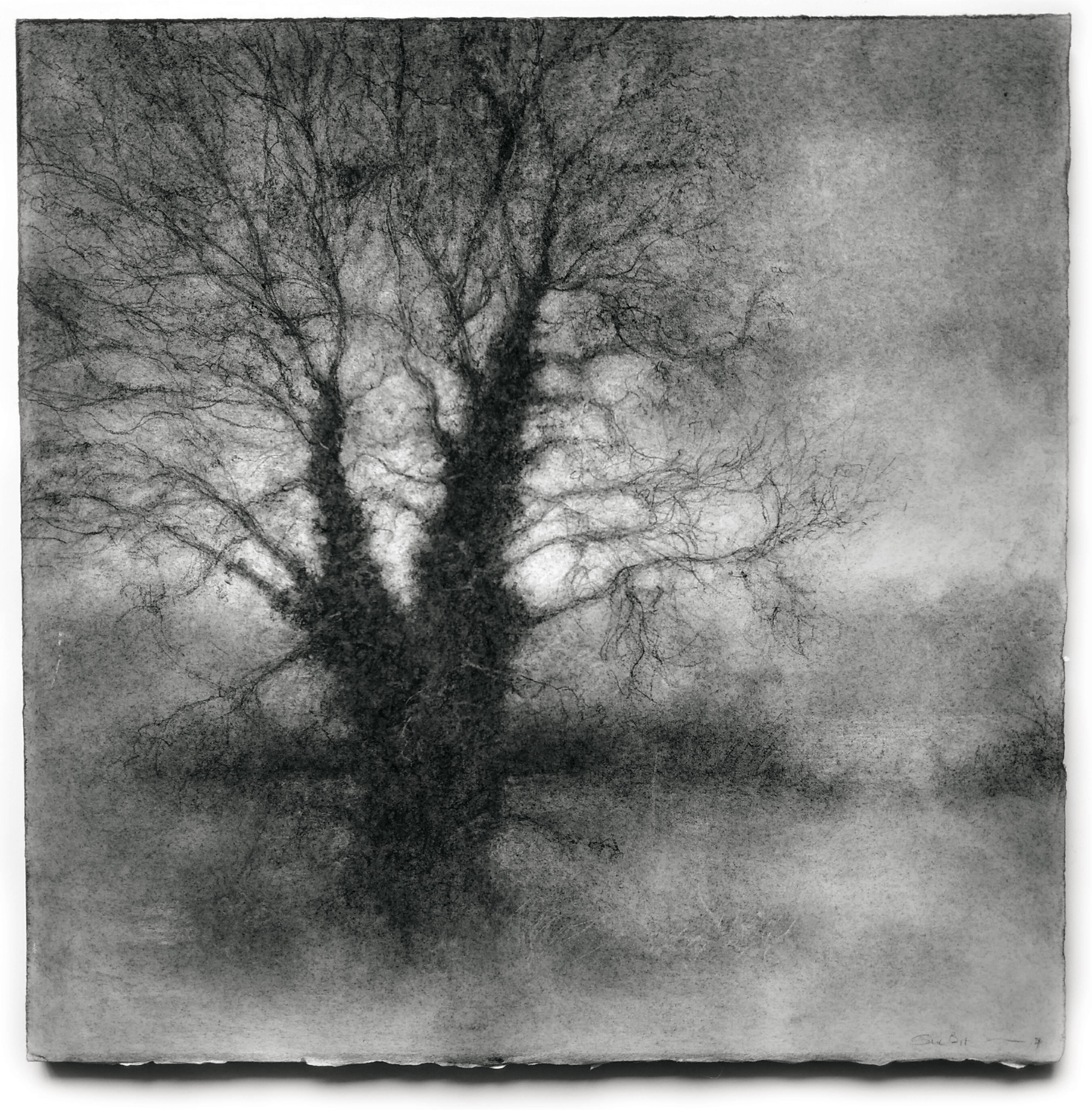 3918x3983 Sue Bryan - Charcoal Drawing Landscape