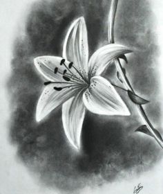 236x280 Easy Charcoal Drawings Flowers Various Arts Drawings, Easy - Charcoal Flower Drawing