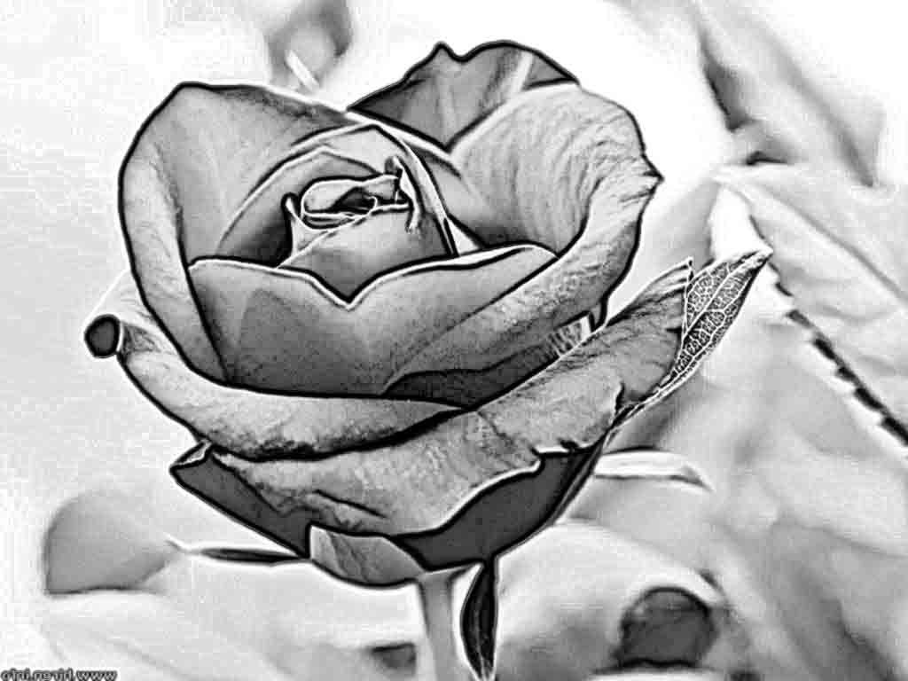 1024x768 easy charcoal pencil drawing charcoal pencil drawing of indian - Charcoal Flower Drawing