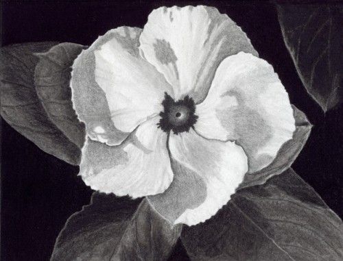 500x381 Fine Art Floral, Flower Drawing In Pencil, Charcoal, And Carbon - Charcoal Flower Drawing