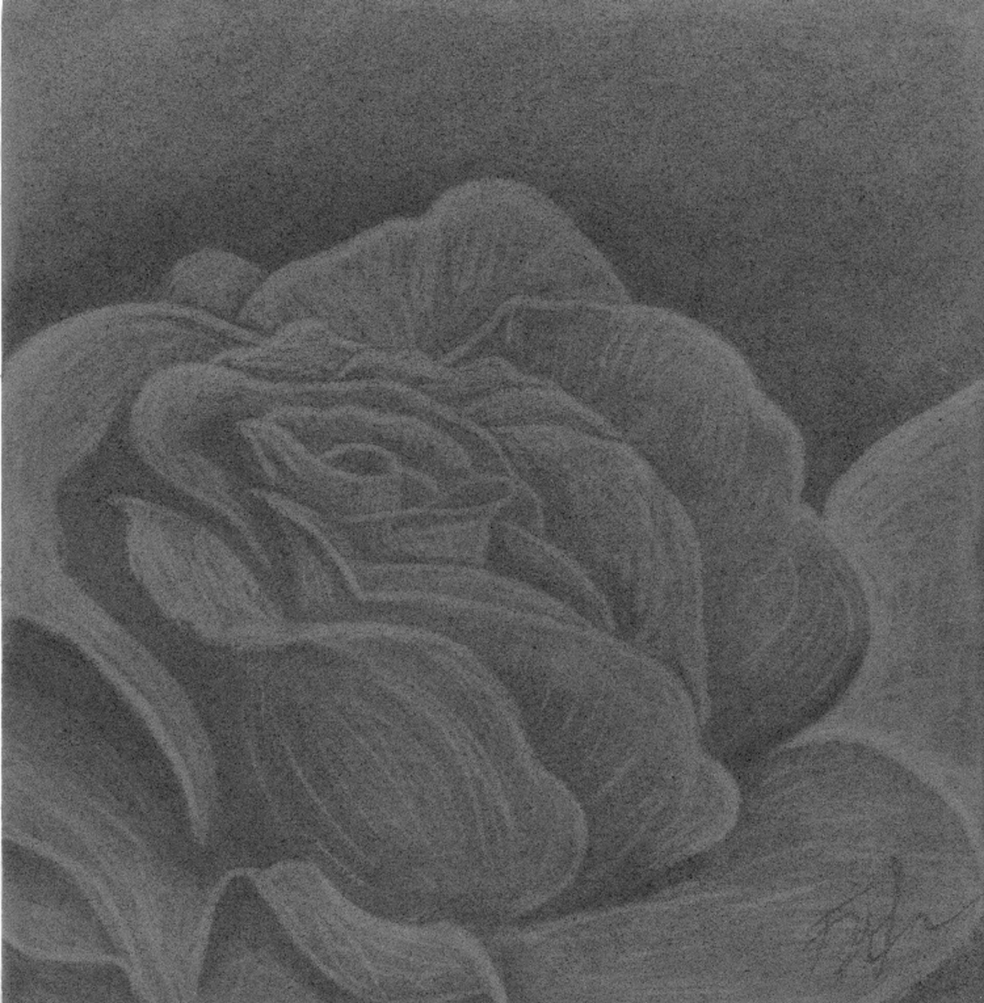 1920x1958 flower charcoal drawing original, charcoal, drawing - Charcoal Flower Drawing