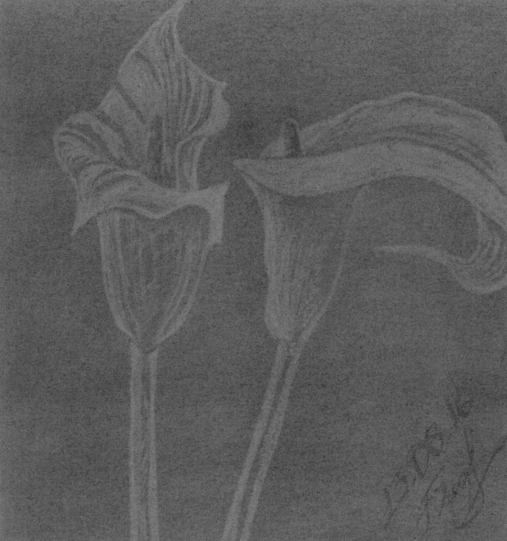 1920x2048 flower charcoal drawing cm, charcoal, drawing of flower - Charcoal Flower Drawing