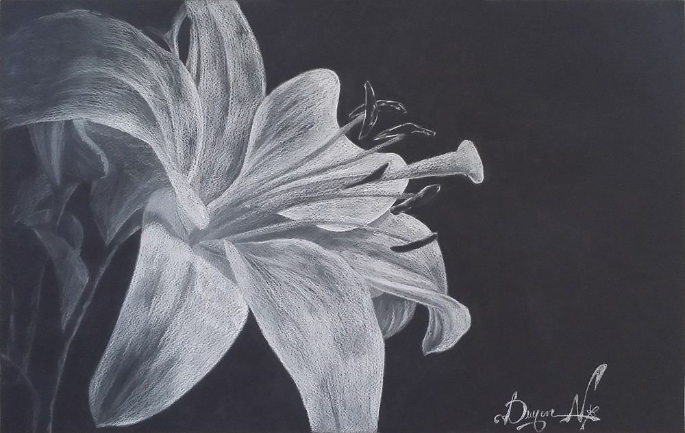 1000x633 Flower Charcoal Drawing On Black Background - Charcoal Flower Drawing