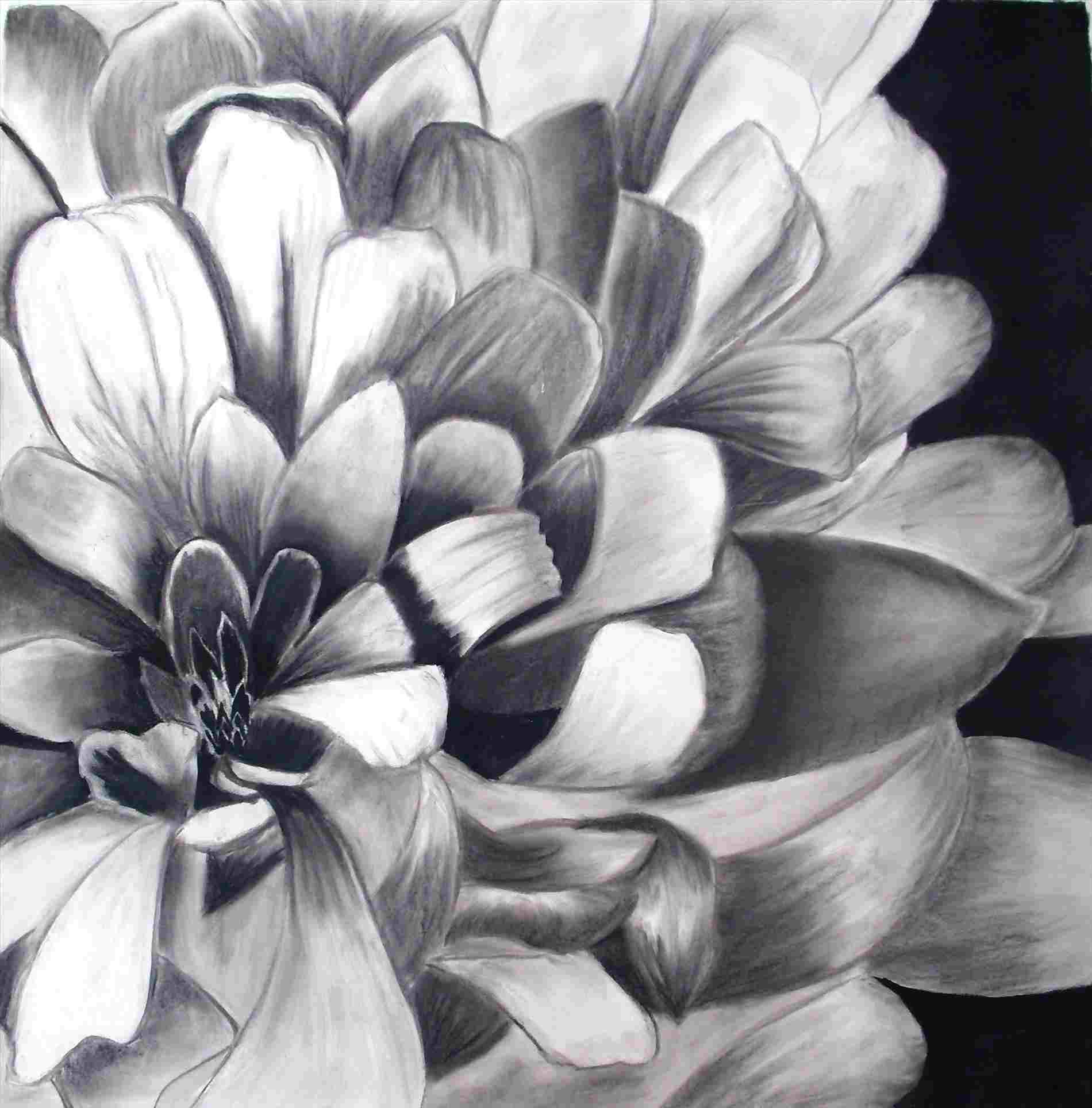Charcoal Flower Drawing at Explore collection of